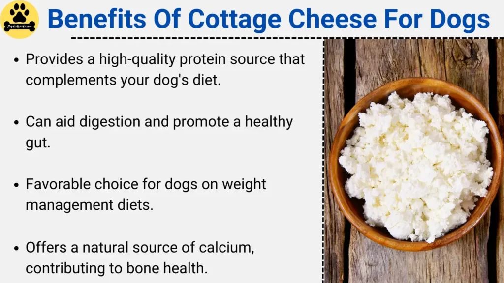 Benefits Of Cottage Cheese For Dogs