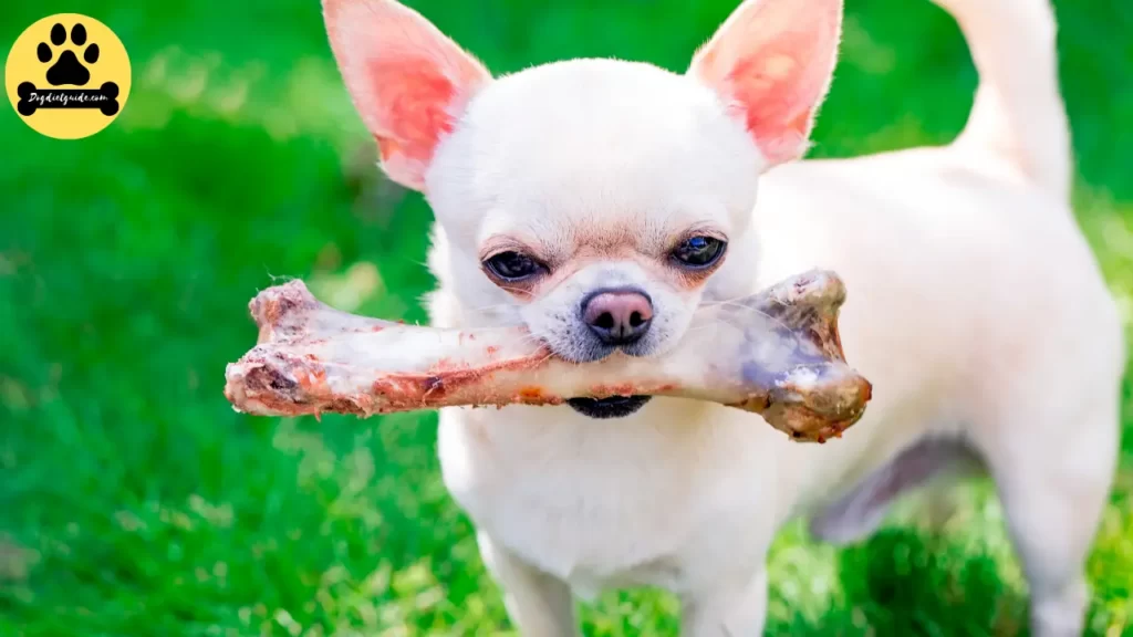 puppy eating bone