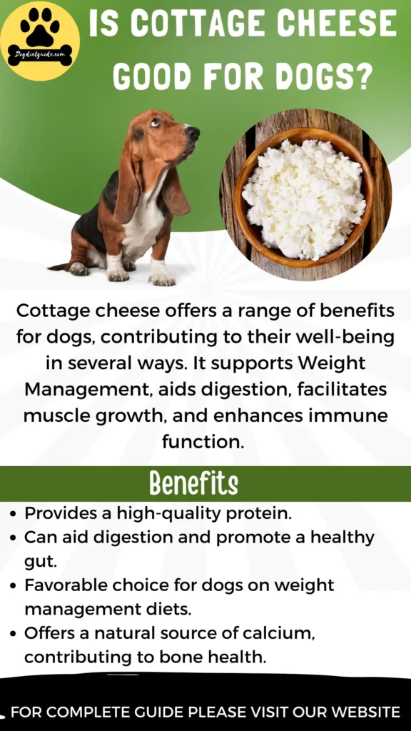 Is Cottage Cheese Good For Dogs
