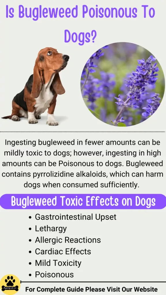 Is Bugleweed Poisonous To Dogs