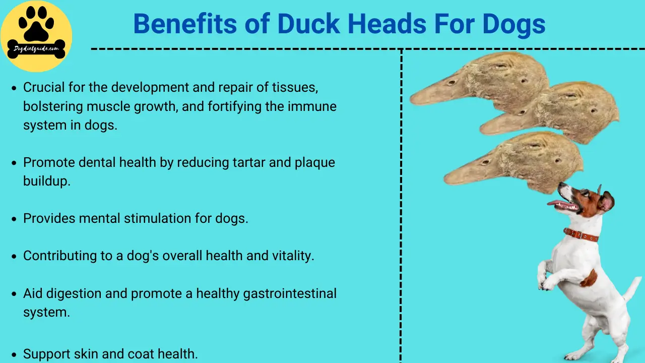Benefits of Duck Heads For Dogs