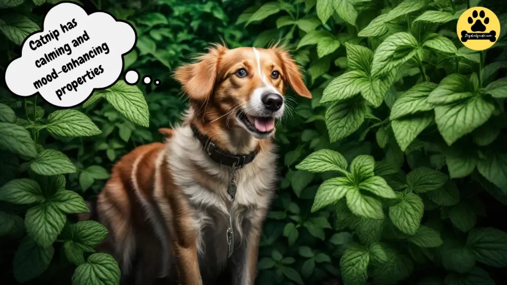 What Does Catnip Do To Dogs?