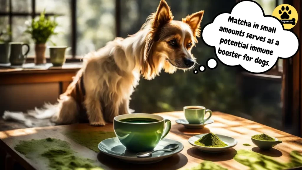 Benefits of Matcha For Dogs